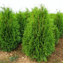 Туя західна Веймар|Thuja occidentalis ’Weimar’|Туя западная Веймар