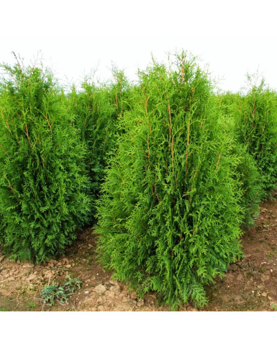 Туя західна Веймар|Thuja occidentalis ’Weimar’|Туя западная Веймар