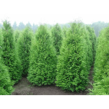 Туя західна Веймар|Thuja occidentalis ’Weimar’|Туя западная Веймар