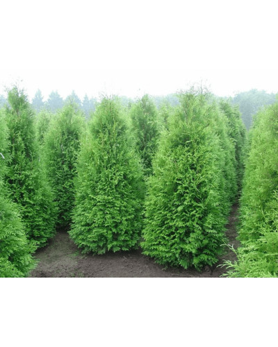 Туя західна Веймар|Thuja occidentalis ’Weimar’|Туя западная Веймар