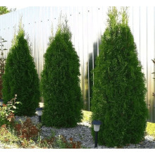 Туя західна Веймар|Thuja occidentalis ’Weimar’|Туя западная Веймар