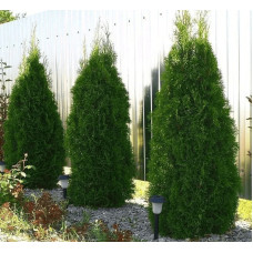 Туя західна Веймар|Thuja occidentalis ’Weimar’|Туя западная Веймар