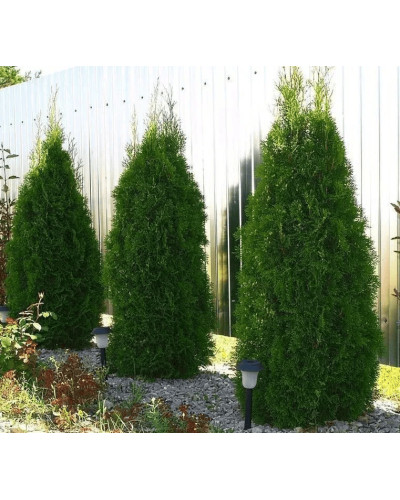 Туя західна Веймар|Thuja occidentalis ’Weimar’|Туя западная Веймар