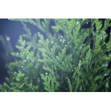 Туя західна Веймар|Thuja occidentalis ’Weimar’|Туя западная Веймар