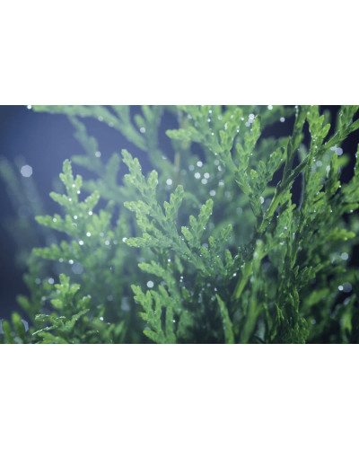 Туя західна Веймар|Thuja occidentalis ’Weimar’|Туя западная Веймар