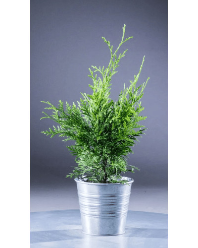 Туя західна Веймар|Thuja occidentalis ’Weimar’|Туя западная Веймар