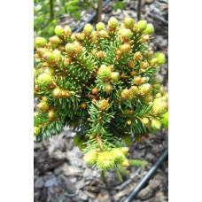 Ялина звичайна / європейська Голд Наггет на штамбі | Picea abies Gold Nugget / Aurea WB on shtambe | Ель обыкновенная / европейская Голд Наггет на штамбе