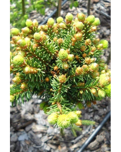 Ялина звичайна / європейська Голд Наггет на штамбі | Picea abies Gold Nugget / Aurea WB on shtambe | Ель обыкновенная / европейская Голд Наггет на штамбе