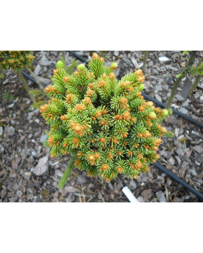Ялина звичайна / європейська Голд Наггет на штамбі | Picea abies Gold Nugget / Aurea WB on shtambe | Ель обыкновенная / европейская Голд Наггет на штамбе
