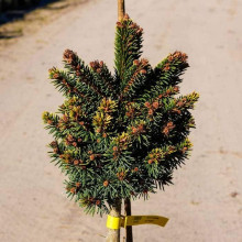 Ялина звичайна / європейська Голд Наггет на штамбі | Picea abies Gold Nugget / Aurea WB on shtambe | Ель обыкновенная / европейская Голд Наггет на штамбе
