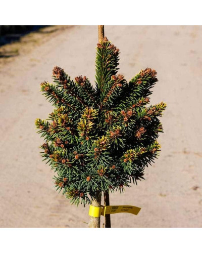 Ялина звичайна / європейська Голд Наггет на штамбі | Picea abies Gold Nugget / Aurea WB on shtambe | Ель обыкновенная / европейская Голд Наггет на штамбе