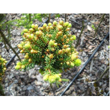Ялина звичайна / європейська Голд Наггет на штамбі | Picea abies Gold Nugget / Aurea WB on shtambe | Ель обыкновенная / европейская Голд Наггет на штамбе