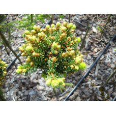 Ялина звичайна / європейська Голд Наггет на штамбі | Picea abies Gold Nugget / Aurea WB on shtambe | Ель обыкновенная / европейская Голд Наггет на штамбе