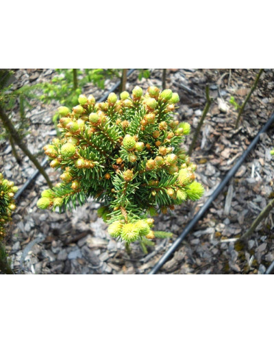 Ялина звичайна / європейська Голд Наггет на штамбі | Picea abies Gold Nugget / Aurea WB on shtambe | Ель обыкновенная / европейская Голд Наггет на штамбе