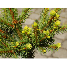 Ялина звичайна / європейська Голд Наггет на штамбі | Picea abies Gold Nugget / Aurea WB on shtambe | Ель обыкновенная / европейская Голд Наггет на штамбе