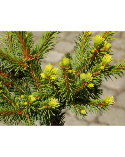 Ялина звичайна / європейська Голд Наггет на штамбі | Picea abies Gold Nugget / Aurea WB on shtambe | Ель обыкновенная / европейская Голд Наггет на штамбе