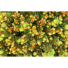 Ялина звичайна / європейська Голд Наггет на штамбі | Picea abies Gold Nugget / Aurea WB on shtambe | Ель обыкновенная / европейская Голд Наггет на штамбе