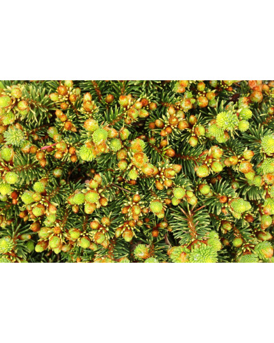 Ялина звичайна / європейська Голд Наггет на штамбі | Picea abies Gold Nugget / Aurea WB on shtambe | Ель обыкновенная / европейская Голд Наггет на штамбе
