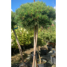 Сосна чорна / австрійська Глобоза на штамбі | Pinus nigra var. austriaca Globosa on shtambe | Сосна черная / австрийская Глобоза на штамбе
