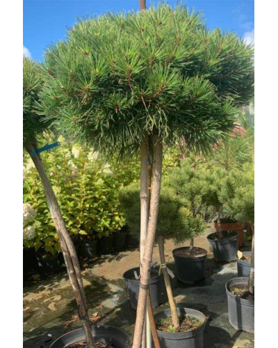 Сосна чорна / австрійська Глобоза на штамбі | Pinus nigra var. austriaca Globosa on shtambe | Сосна черная / австрийская Глобоза на штамбе