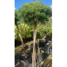 Сосна чорна / австрійська Глобоза на штамбі | Pinus nigra var. austriaca Globosa on shtambe | Сосна черная / австрийская Глобоза на штамбе