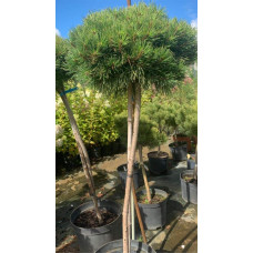 Сосна чорна / австрійська Глобоза на штамбі | Pinus nigra var. austriaca Globosa on shtambe | Сосна черная / австрийская Глобоза на штамбе