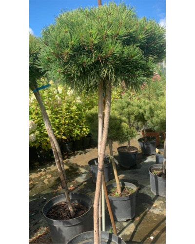 Сосна чорна / австрійська Глобоза на штамбі | Pinus nigra var. austriaca Globosa on shtambe | Сосна черная / австрийская Глобоза на штамбе