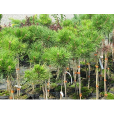 Сосна чорна / австрійська Глобоза на штамбі | Pinus nigra var. austriaca Globosa on shtambe | Сосна черная / австрийская Глобоза на штамбе