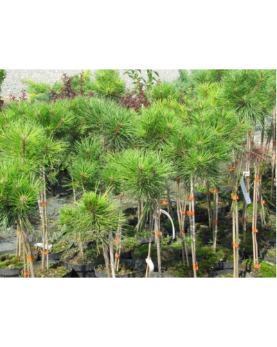 Сосна чорна / австрійська Глобоза на штамбі | Pinus nigra var. austriaca Globosa on shtambe | Сосна черная / австрийская Глобоза на штамбе