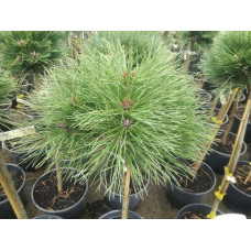 Сосна чорна / австрійська Глобоза на штамбі | Pinus nigra var. austriaca Globosa on shtambe | Сосна черная / австрийская Глобоза на штамбе