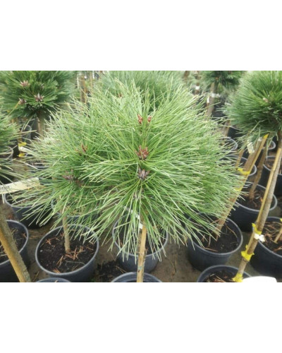 Сосна чорна / австрійська Глобоза на штамбі | Pinus nigra var. austriaca Globosa on shtambe | Сосна черная / австрийская Глобоза на штамбе