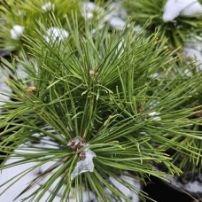 Сосна чорна / австрійська Глобоза на штамбі | Pinus nigra var. austriaca Globosa on shtambe | Сосна черная / австрийская Глобоза на штамбе