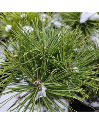 Сосна чорна / австрійська Глобоза на штамбі | Pinus nigra var. austriaca Globosa on shtambe | Сосна черная / австрийская Глобоза на штамбе