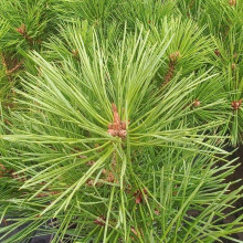 Сосна чорна / австрійська Глобоза на штамбі | Pinus nigra var. austriaca Globosa on shtambe | Сосна черная / австрийская Глобоза на штамбе