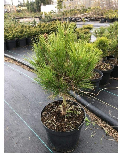 Сосна чорна / австрійська Глобоза на штамбі | Pinus nigra var. austriaca Globosa on shtambe | Сосна черная / австрийская Глобоза на штамбе