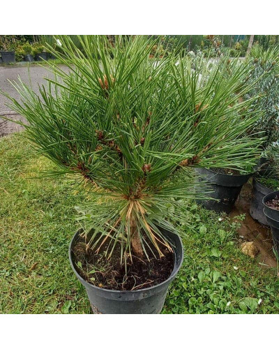 Сосна чорна / австрійська Глобоза на штамбі | Pinus nigra var. austriaca Globosa on shtambe | Сосна черная / австрийская Глобоза на штамбе