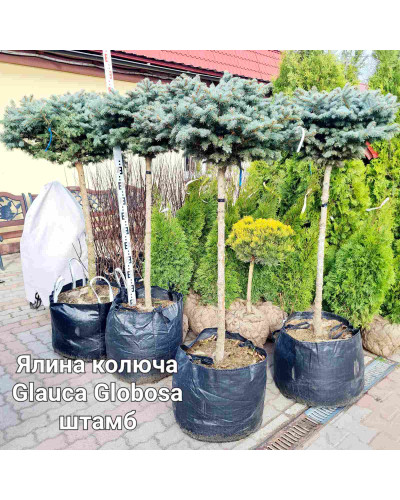 Ялина колюча Глаука Глобоза (штамб) | Ель колючая Глаука Глобоза (штамб) | Picea pungens Glauca Globosa (shtamb)