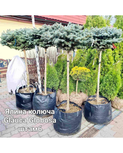 Ялина колюча Глаука Глобоза (штамб) | Ель колючая Глаука Глобоза (штамб) | Picea pungens Glauca Globosa (shtamb)