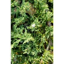 Ялівець горизонтальний ’Монтана’ | Juniperus horizontalis ’Montana’ | Можжевельник горизонтальный ’Монтана’