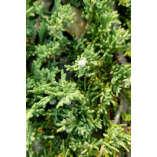 Ялівець горизонтальний ’Монтана’ | Juniperus horizontalis ’Montana’ | Можжевельник горизонтальный ’Монтана’