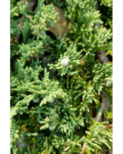 Ялівець горизонтальний ’Монтана’ | Juniperus horizontalis ’Montana’ | Можжевельник горизонтальный ’Монтана’
