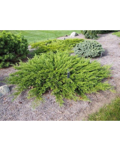 Ялівець горизонтальний ’Монтана’ | Juniperus horizontalis ’Montana’ | Можжевельник горизонтальный ’Монтана’
