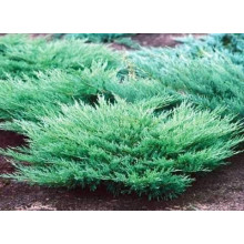 Ялівець горизонтальний ’Монтана’ | Juniperus horizontalis ’Montana’ | Можжевельник горизонтальный ’Монтана’