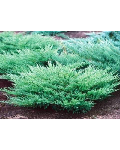Ялівець горизонтальний ’Монтана’ | Juniperus horizontalis ’Montana’ | Можжевельник горизонтальный ’Монтана’
