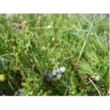 Ялівець горизонтальний ’Монтана’ | Juniperus horizontalis ’Montana’ | Можжевельник горизонтальный ’Монтана’