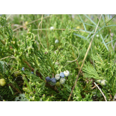 Ялівець горизонтальний ’Монтана’ | Juniperus horizontalis ’Montana’ | Можжевельник горизонтальный ’Монтана’