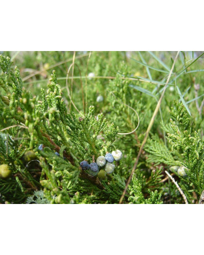 Ялівець горизонтальний ’Монтана’ | Juniperus horizontalis ’Montana’ | Можжевельник горизонтальный ’Монтана’