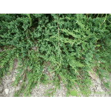Ялівець горизонтальний ’Монтана’ | Juniperus horizontalis ’Montana’ | Можжевельник горизонтальный ’Монтана’