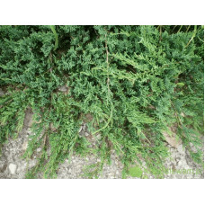 Ялівець горизонтальний ’Монтана’ | Juniperus horizontalis ’Montana’ | Можжевельник горизонтальный ’Монтана’