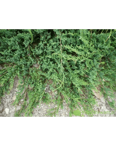 Ялівець горизонтальний ’Монтана’ | Juniperus horizontalis ’Montana’ | Можжевельник горизонтальный ’Монтана’